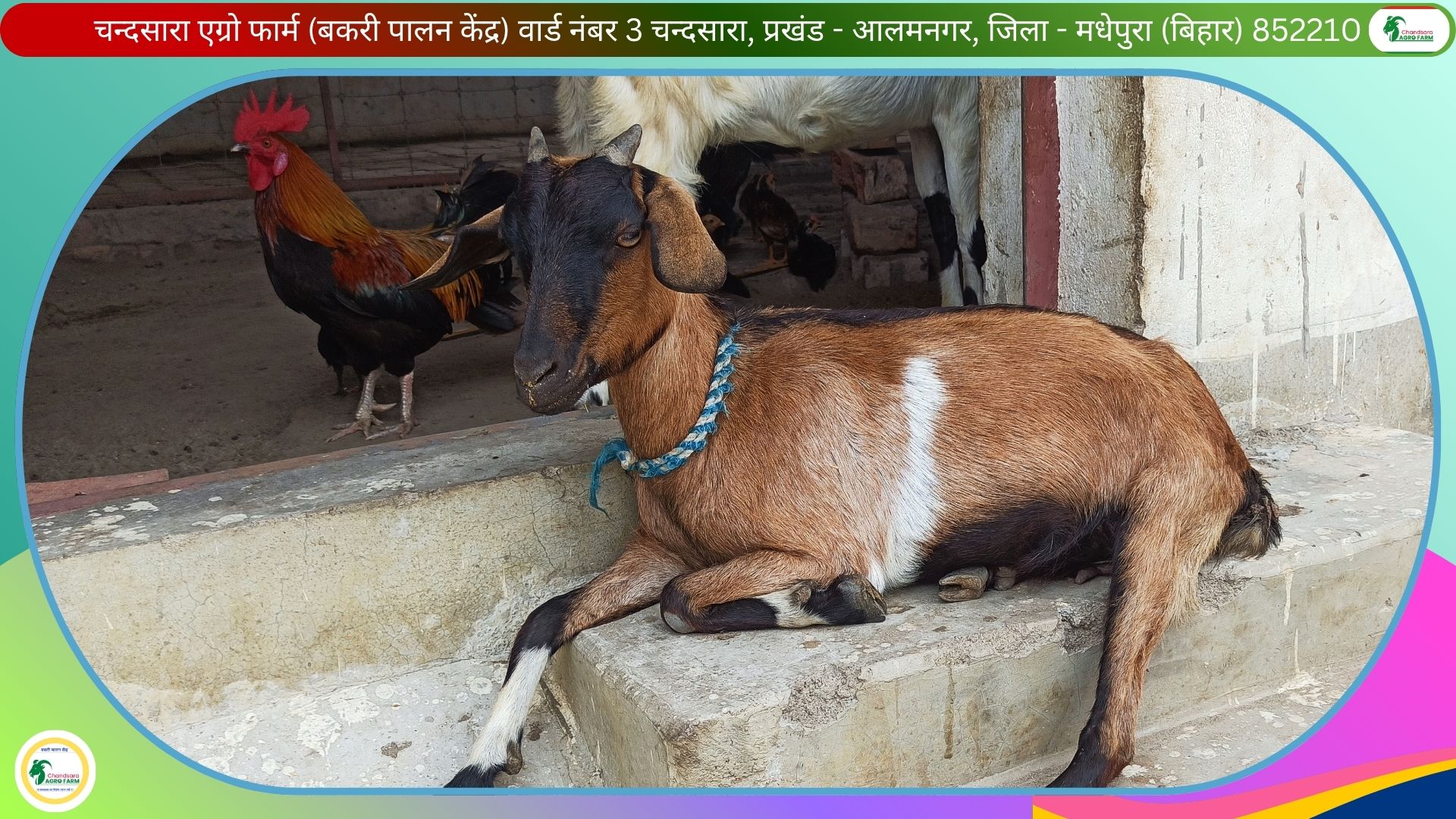 Chandsara Agro Farm (Bakri Palan) 5